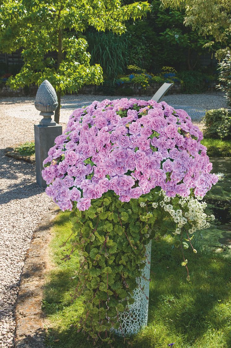 Petunia SugarCandy 