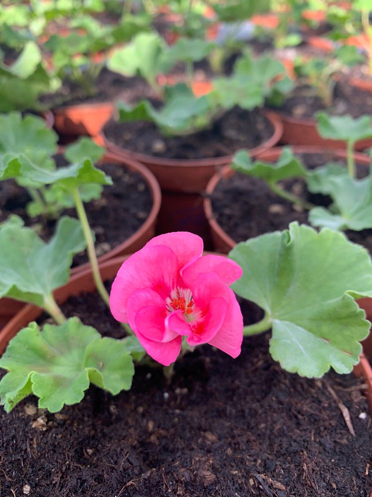 Sommarblomsodling hos Görarps Blomsterproduktion