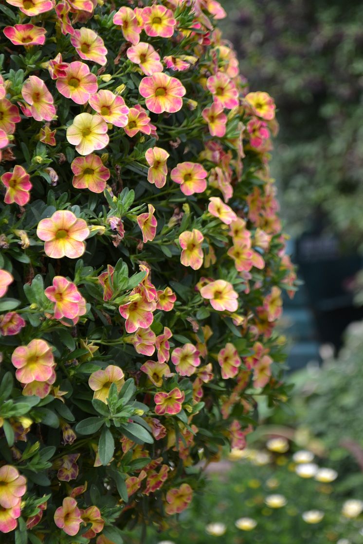 Småpetunia, Calibrachoa Chamaeleon ’Sunshine Berry’