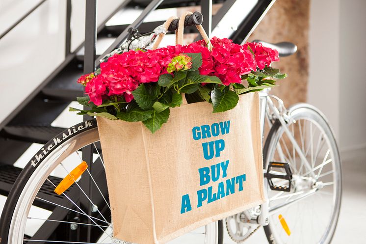 Hortensia - en effektiv luftfuktare med ljuvlig blomning