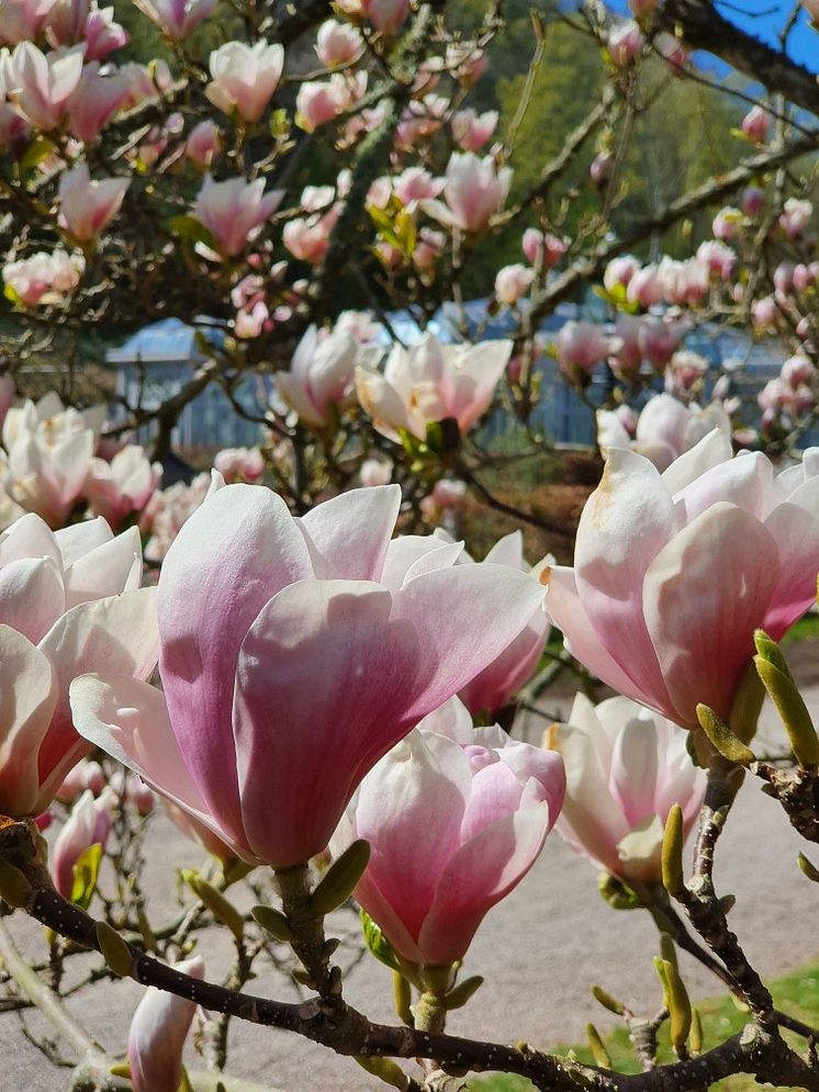 Magnolia på Norrvikens trädgårdar