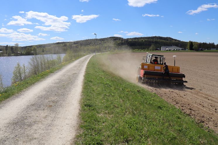 Hela Norrland blommar. Utsådd av blomsteräng.