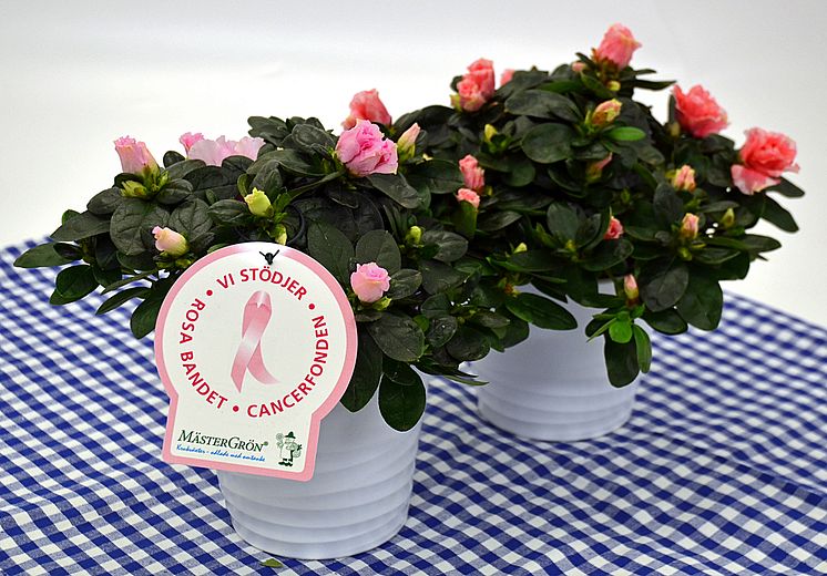 Dagens Rosa Produkt 18 oktober - en Rumsazalea från Mäster Grön