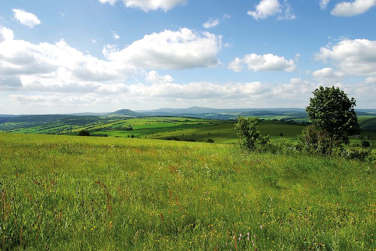 Sommer_Bergwiese_Annaberg_TVE