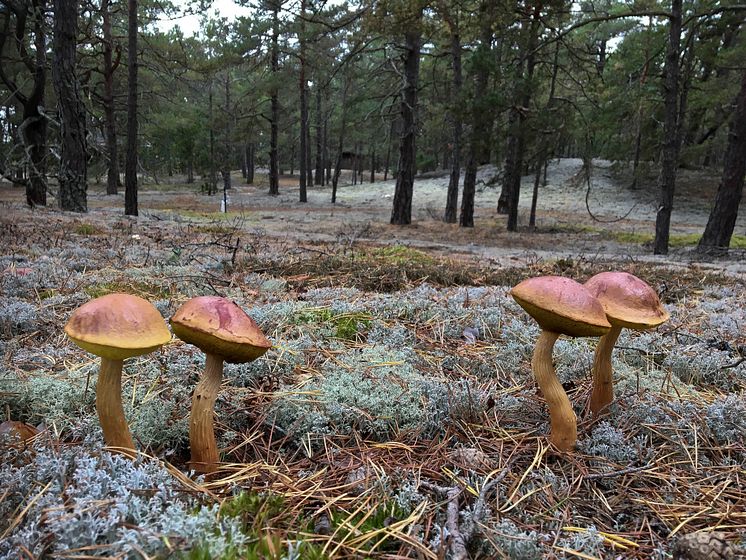 Ribbsopp. Foto Tommy Knutson.jpg