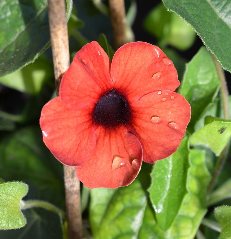 30 Thunbergia alata CloseUp röd