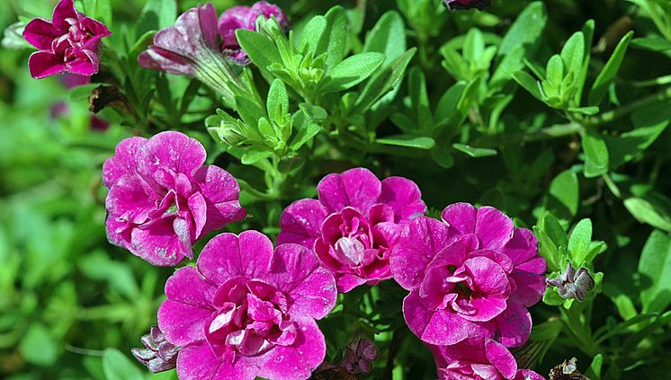 Dubbelblommande Småpetunia