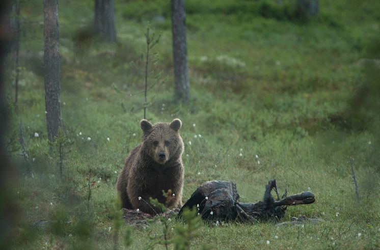 Björn i Lofsdalen