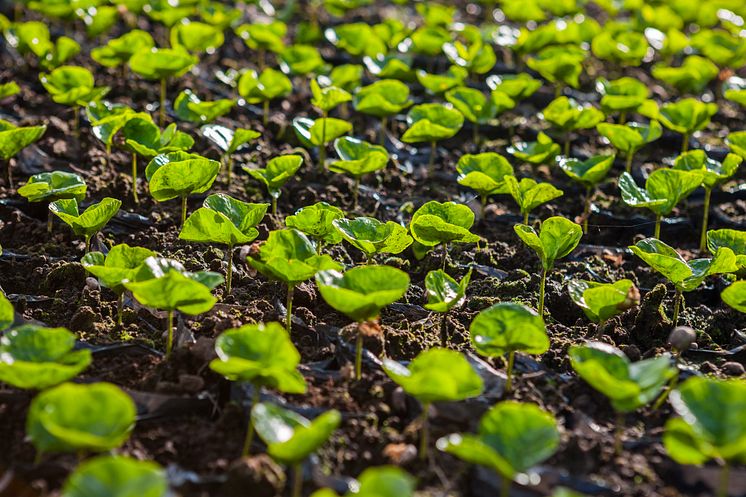 coffee-seedlings_52370449127_o