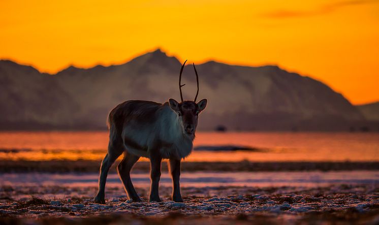 Sunset Caribou