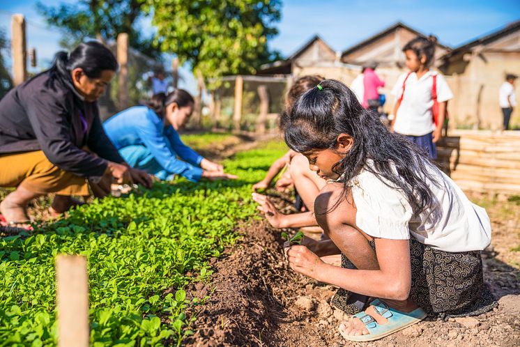 Skolträdgårdar lär barn i Kambodja om klimatet