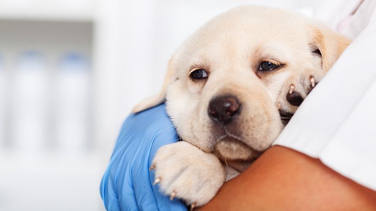 Hundvalp hos veterinär