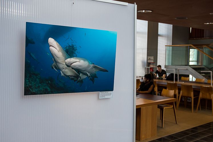 „Aquatische Begegnungen“ in der Wildauer Hochschulbibliothek