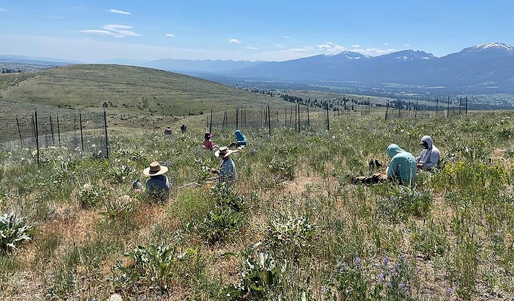 grassland-sampling-960