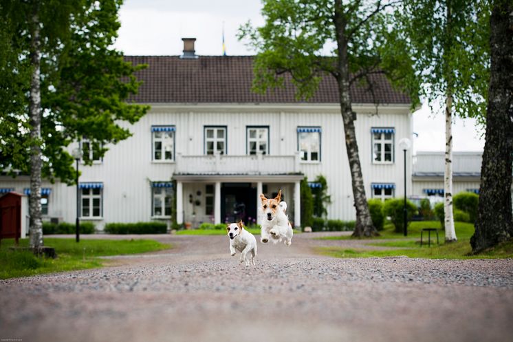 Ulvsby Herrgård Hus & Hund 02.jpg