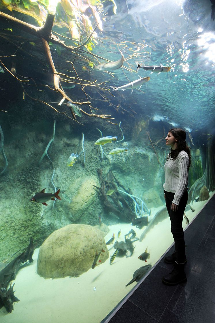 Aquarium im Zoo Leipzig - Panorama-Becken