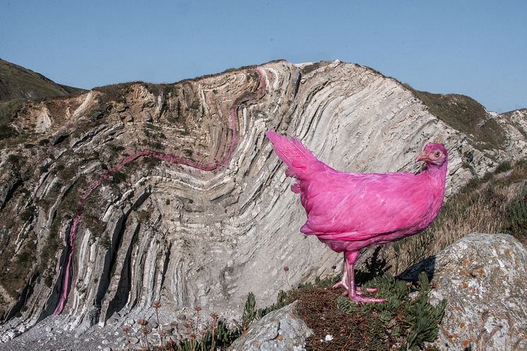 Pink_Chicken_Nonhuman_NonsenseProject