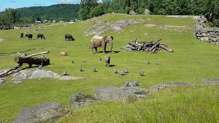 Elefantkalven Chindi jagar pärlhöns på Borås Djurpark 