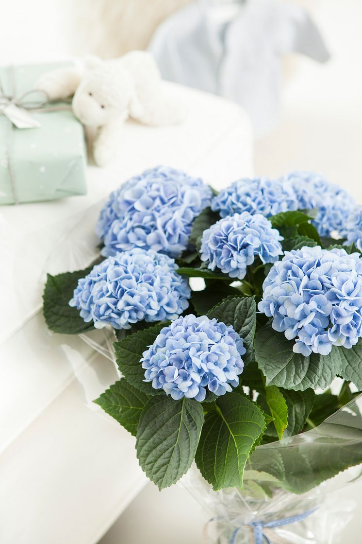 Hortensia - en effektiv luftfuktare med ljuvlig blomning