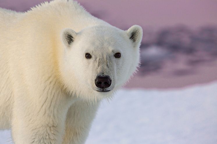 The WILD Project Icebear