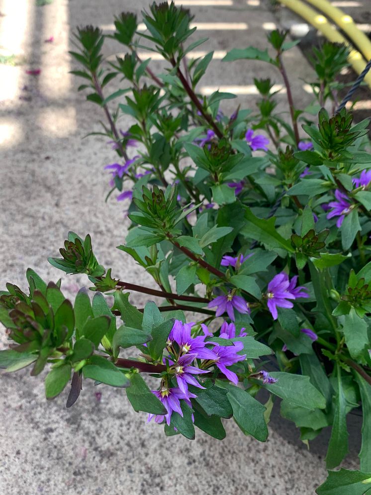 Sommarblomsodling hos Görarps Blomsterproduktion