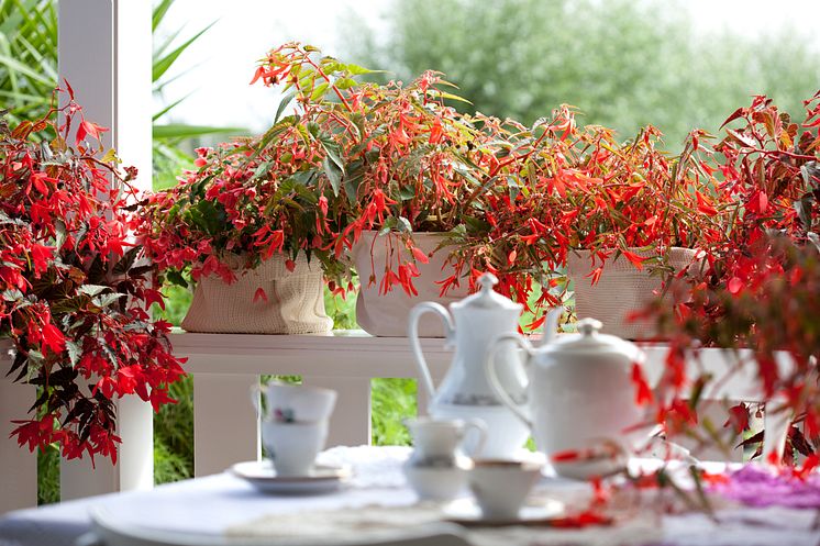 Hängbegonia på verandan