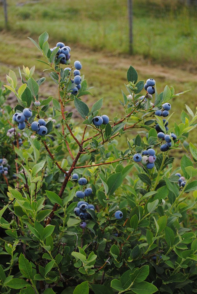 Lättplockade Amerikanska blåbär
