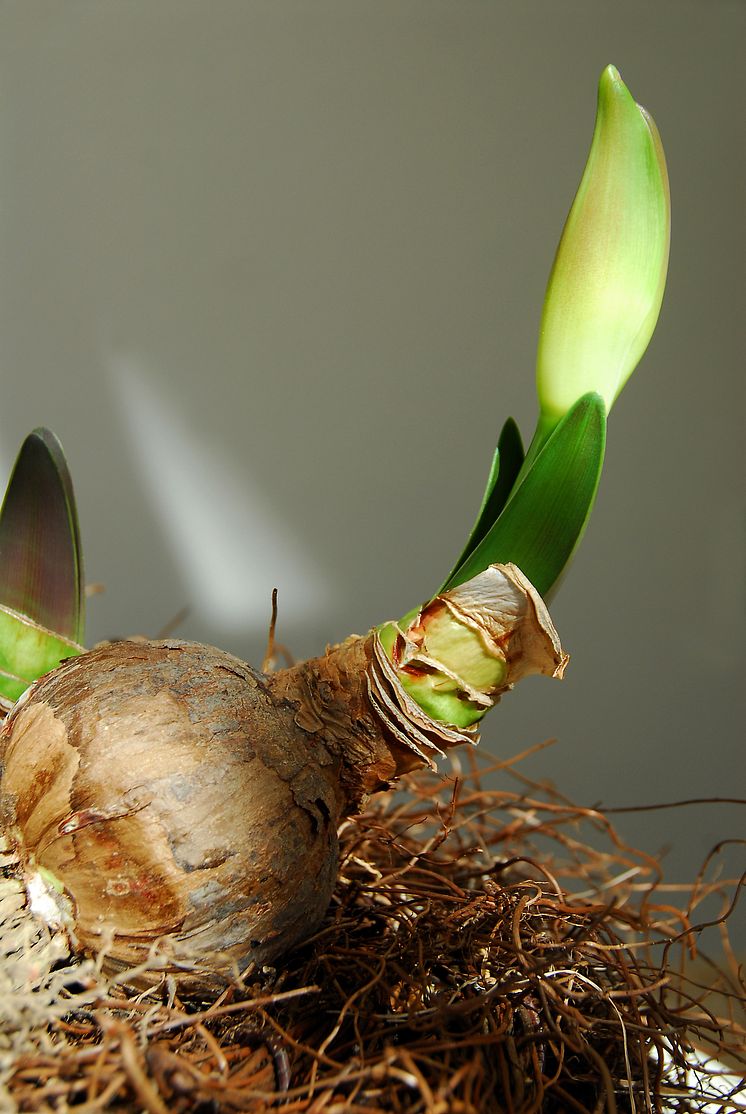 Amaryllis på lök med grön knopp