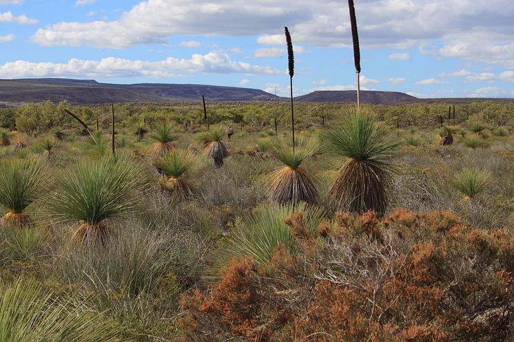 The kwongan shrublands near Lesueur National Park, Western Australia are so species-rich that some botanists refer to them as “knee-high tropical rainforests”. 