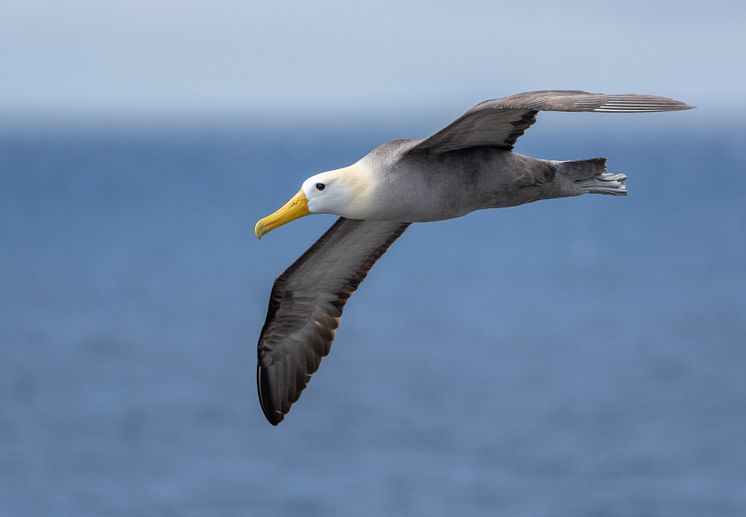 Galapagos_HGR_159624_Photo_John_Chardine