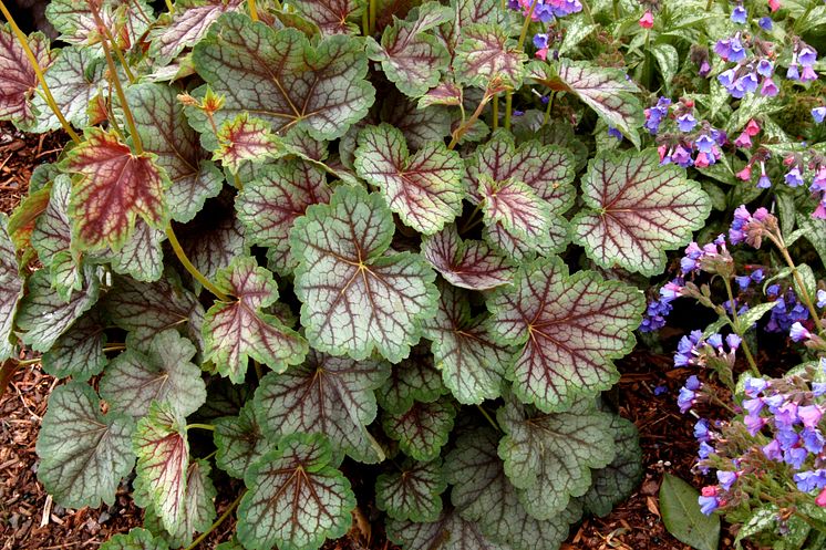 Alunrot - Heuchera 'Green Spice'