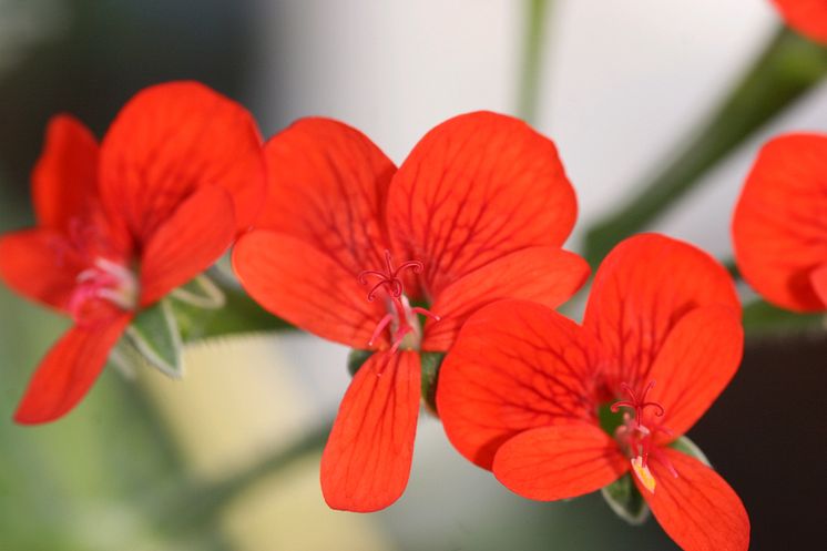 Pelargonium fulgium (vildart)