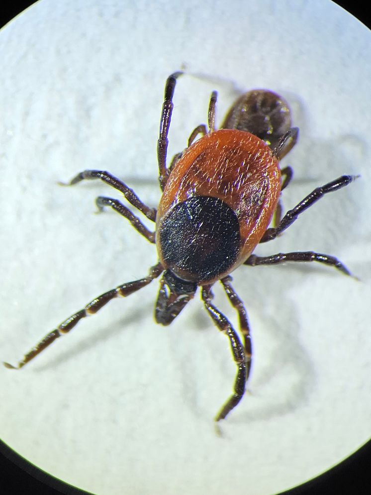 Ixodes_ricinus_2023