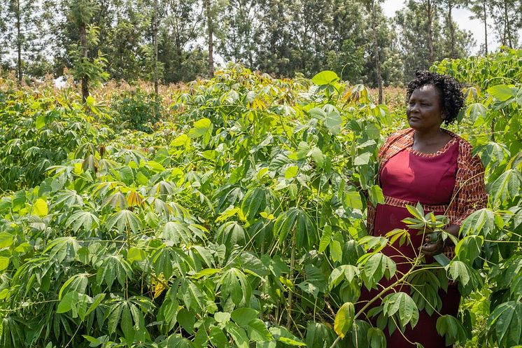 Klimatkrisen akut hot mot världens matproduktion