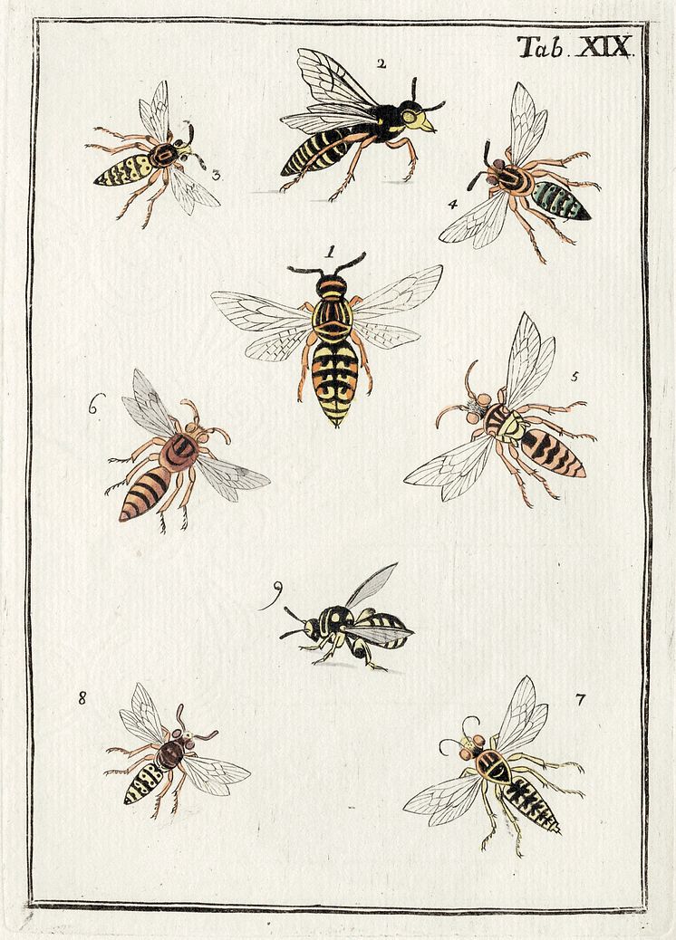 Tafel mit verschiedenen Wespen aus Christs "Naturgeschichte", 1791