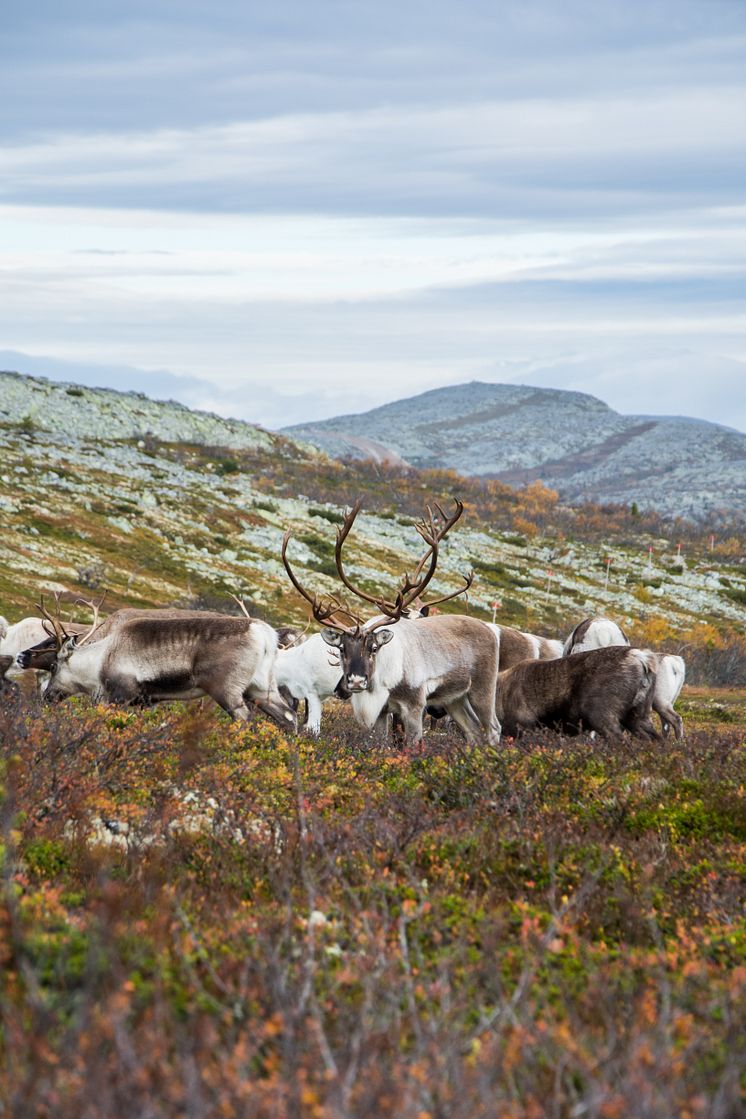 Renar på fjället 