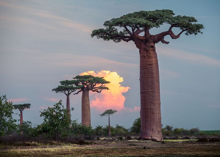 Madagascar ECC