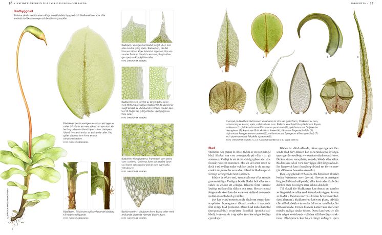Uppslag Nationalnyckeln Bladmossor.