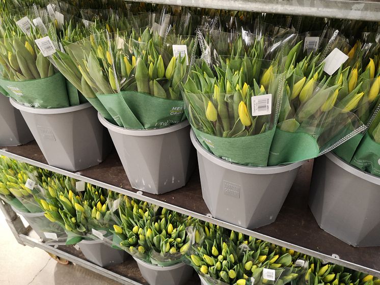 Tulipaner hos J. Karlsen Gartneri