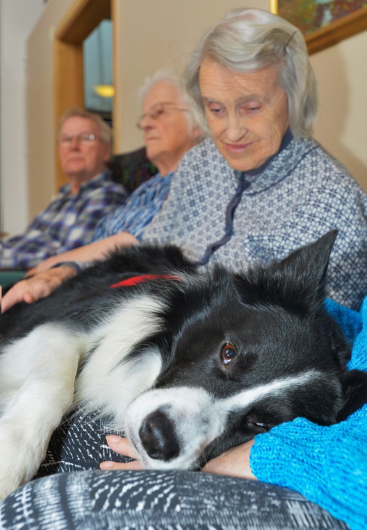 Othello är Årets sociala tjänstehund