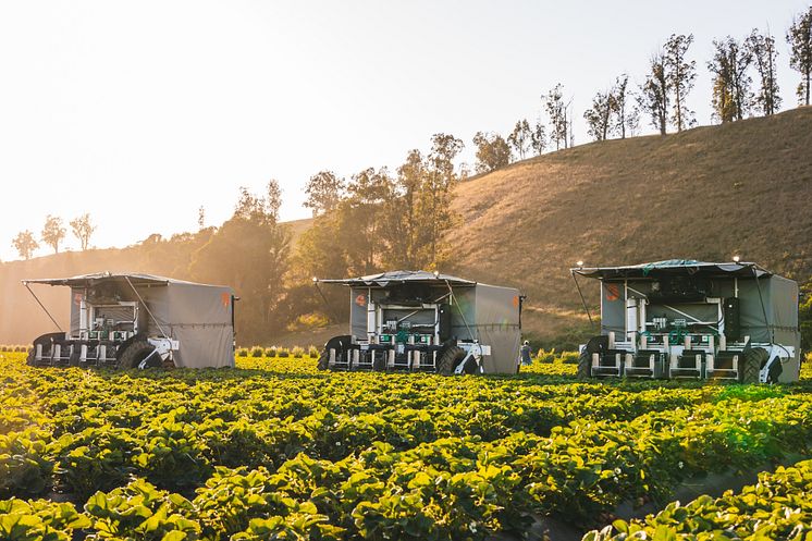 2021092101_001xx_AutomateStrawberryHarvesting_4000.jpg