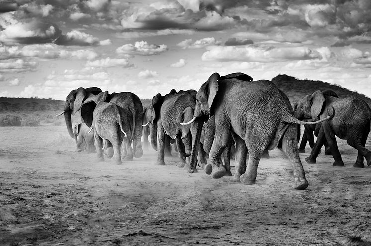 Elefanter i Samburu, Kenya