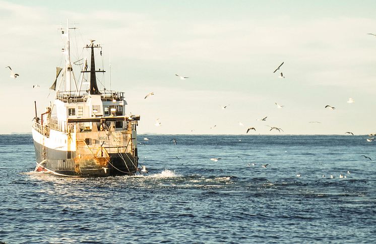 Nya regler kan ge lönsammare räkfiske