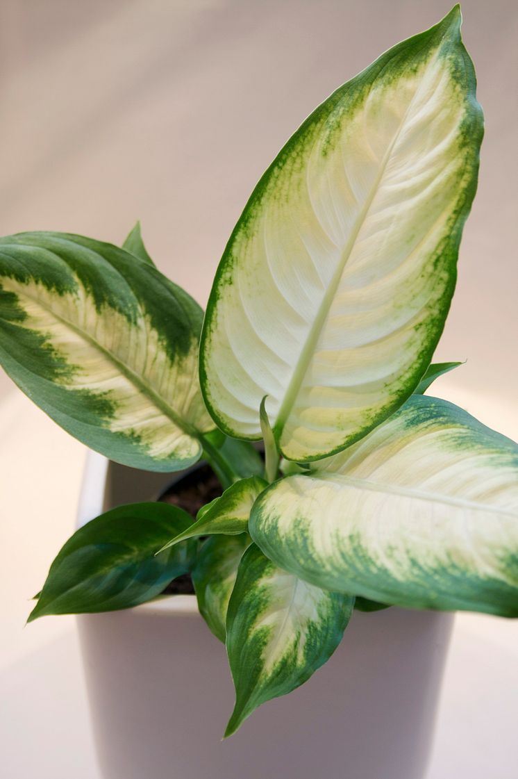 Pickblad Dieffenbachia seguine 'Camilla'