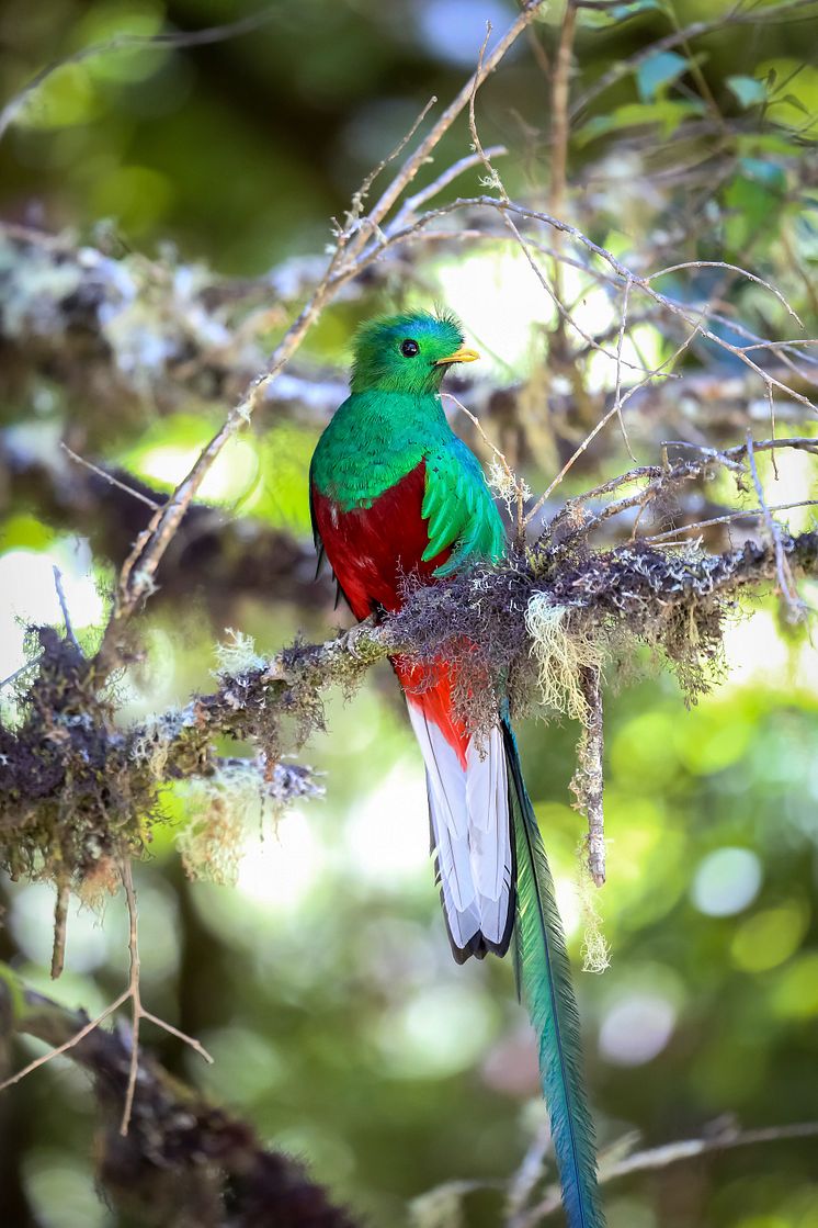 Quetzal