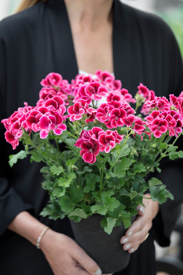 Dekorationer med pelargoner.