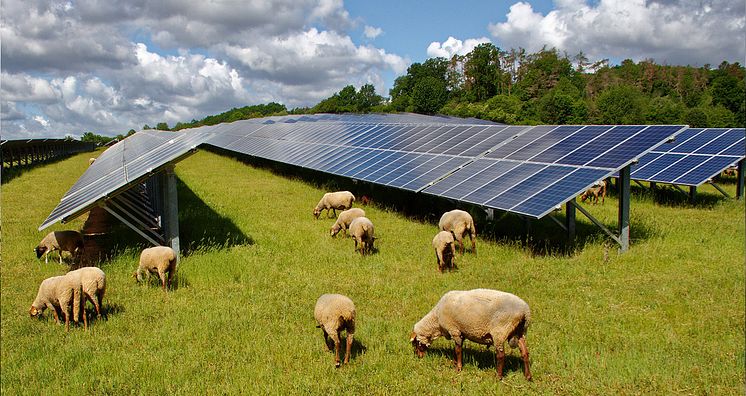Agrivoltaics, ett nytt område för den förnybara energisektorn