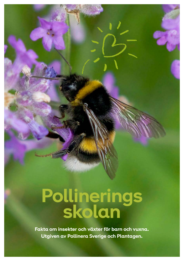 Plantagen pollinerar Sverige
