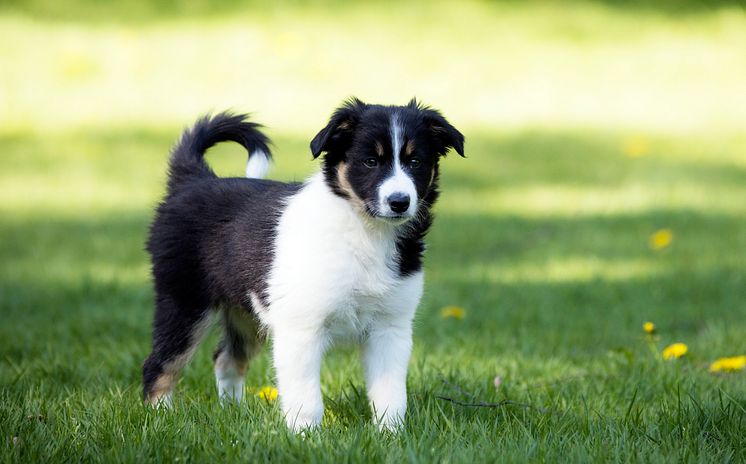 Border collie valp