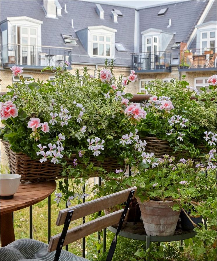 2023_Geraniums_3000_Small_Balcony_Getaway_09.jpg